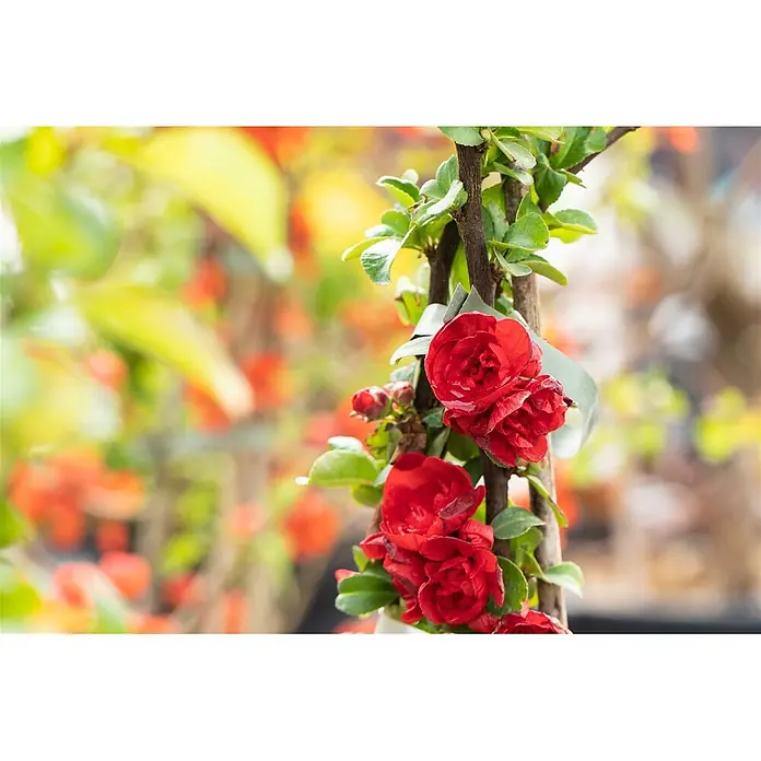 Pflanzen für dich Zierquitte Zierquitte - Chaenomeles speciosa 'Scarlet Storm', Aktuelle Wuchshöhe: 80 cm - 100 cm - Leuchtend rote Blüten an einer grünen Kletterpflanze, mit verschwommenem Gartenhintergrund.