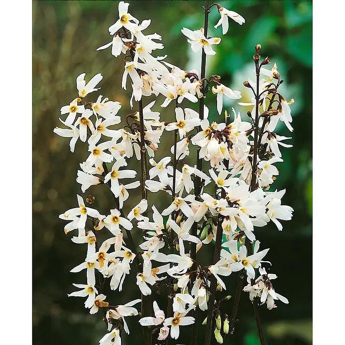 Pflanzen für dich Forsythie 40-60 cm - Abeliophyllum distichum, Weiß - Weiße, sternförmige Blüten mit gelber Mitte an dunklen Stängeln.
