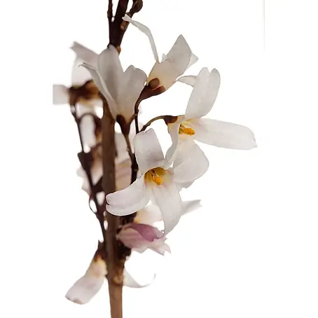 Pflanzen für dich  Forsythie 40-60 cm