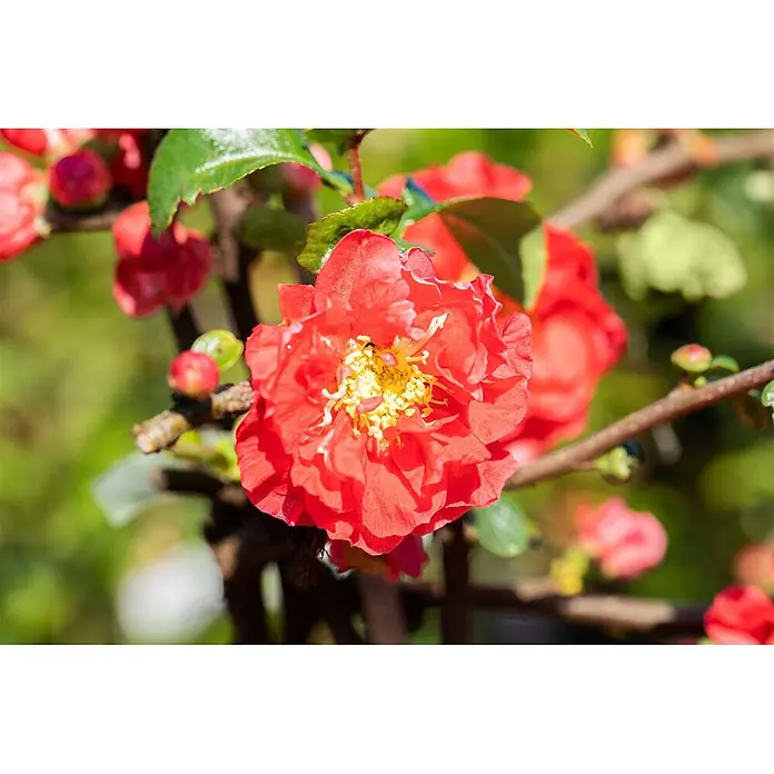 Pflanzen für dich Zierquitte Zierquitte - Chaenomeles speciosa 'Scarlet Storm', Aktuelle Wuchshöhe: 80 cm - 100 cm - Leuchtend rote Blüte mit gelben Staubblättern an einem Ast, umgeben von grünen Blättern und roten Knospen.