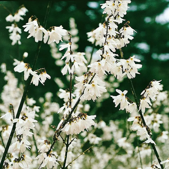 Pflanzen für dich Forsythie 40-60 cm - Abeliophyllum distichum, Weiß - Weiße Blüten in Büscheln an dunklen Ästen.