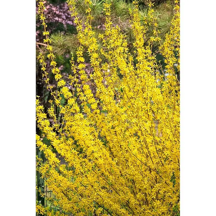 Pflanzen für dich Forsythie 60-80 cm - Forsythia × intermedia 'Mindor', Gelb - Leuchtend gelber Forsythienstrauch in voller Blüte, bedeckt mit unzähligen kleinen, hellgelben Blüten.