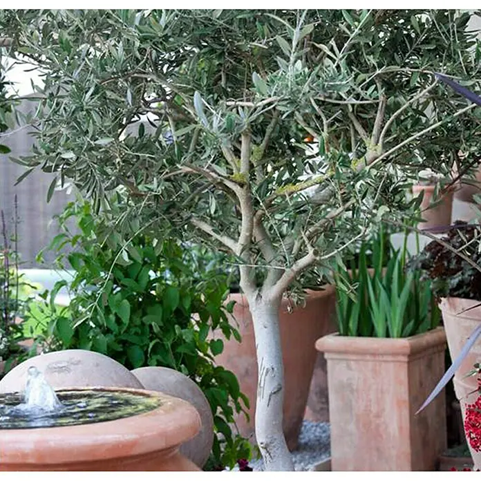 Piardino Olivo - Olea europaea, Tamaño de maceta: 20 cm, Altura de crecimiento actual: 80 cm - Primer plano de un olivo en un jardín con macetas de terracota y una pequeña fuente.