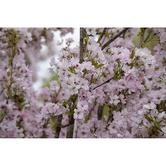 Pflanzen für dich Japanische Blütenkirsche 60-100 cm - Prunus serrulata 'Amanogawa', Aktuelle Wuchshöhe: 60 cm - 100 cm, Rosa - Hellrosa Kirschblüten blühen an braunen Ästen und bilden eine üppige, zarte Blütenpracht.