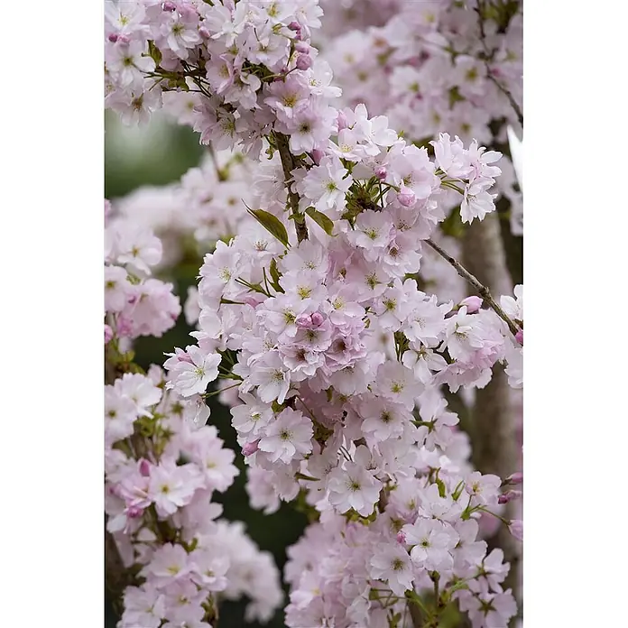 Pflanzen für dich Japanische Blütenkirsche 60-100 cm - Prunus serrulata 'Amanogawa', Aktuelle Wuchshöhe: 60 cm - 100 cm, Rosa - Hellrosa und weiße Kirschblüten blühen reichlich an dunklen Zweigen.