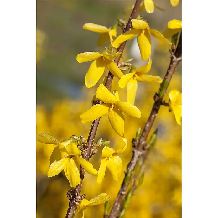 Pflanzen für dich Forsythie 40-60 cm - Forsythia 'Week-End', Gelb - Nahaufnahme von leuchtend gelben Forsythienblüten an braunen Ästen.