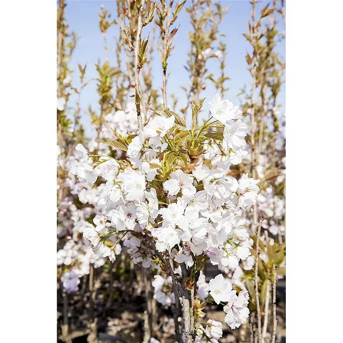 Pflanzen für dich Japanische Blütenkirsche 60-100 cm - Prunus serrulata 'Amanogawa', Aktuelle Wuchshöhe: 60 cm - 100 cm, Rosa - Zahlreiche weiße Kirschblüten bedecken dünne Äste und signalisieren die schöne Frühlingsblüte der Pflanze.