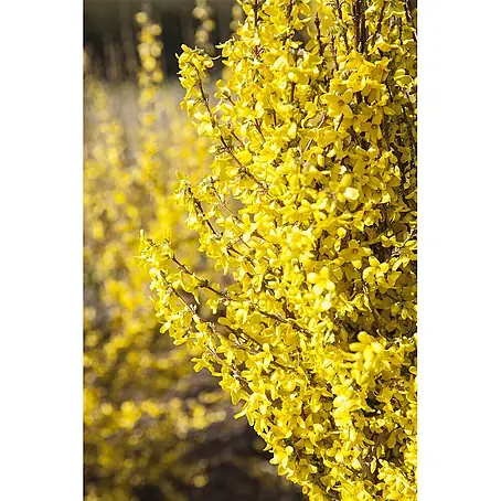 Pflanzen für dich  Forsythie 40-60 cm