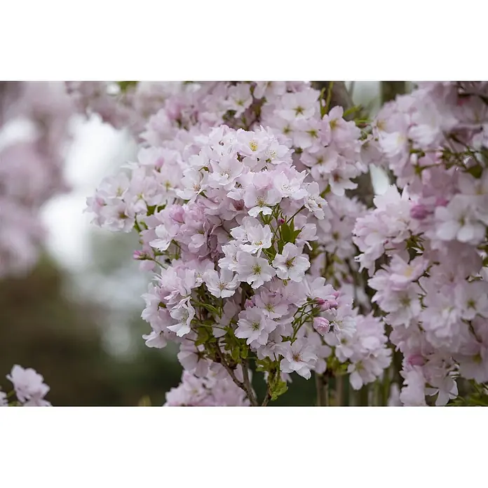 Pflanzen für dich Japanische Blütenkirsche 60-100 cm - Prunus serrulata 'Amanogawa', Aktuelle Wuchshöhe: 60 cm - 100 cm, Rosa - Zarte hellrosa Kirschblüten dicht an einem Ast gehäuft.