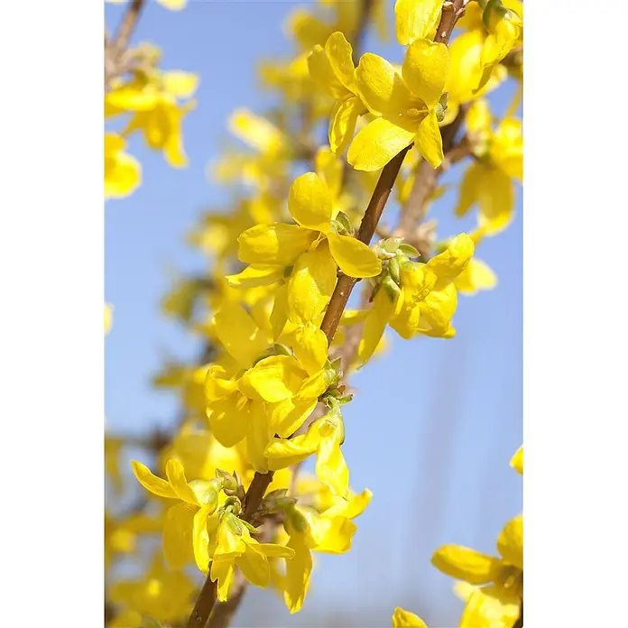Pflanzen für dich Forsythie 40-60 cm - Forsythia 'Week-End', Gelb - Leuchtend gelbe Blumen blühen an einem braunen Zweig vor blauem Himmel.