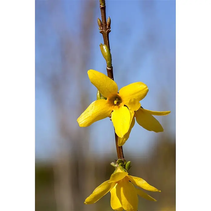 Pflanzen für dich Forsythie 40-60 cm - Forsythia 'Week-End', Gelb - Lebhaft gelbe sternförmige Blüten und grüne Knospen blühen an einem braunen Zweig.