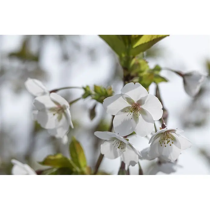 Pflanzen für dich Japanische Blütenkirsche 60-100 cm - Prunus serrulata 'Amanogawa', Aktuelle Wuchshöhe: 60 cm - 100 cm, Rosa - Nahaufnahme zarter weißer Blüten mit sichtbaren Staubgefäßen, an einem Zweig blühend.