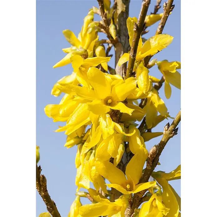 Pflanzen für dich Forsythie 40-60 cm - Forsythia 'Week-End', Gelb - Leuchtend gelbe Blüten blühen an holzigen Ästen vor blauem Himmel.