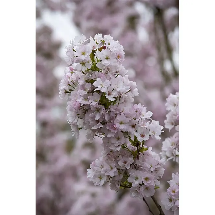Pflanzen für dich Japanische Blütenkirsche 60-100 cm - Prunus serrulata 'Amanogawa', Aktuelle Wuchshöhe: 60 cm - 100 cm, Rosa - Büschel zarter hellrosa Kirschblüten an einem Ast.