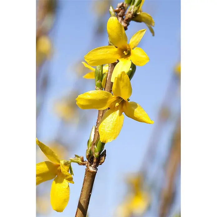 Pflanzen für dich Forsythie 40-60 cm - Forsythia 'Week-End', Gelb - Leuchtend gelbe Forsythienblüten an einem braunen Ast vor blauem Himmel.