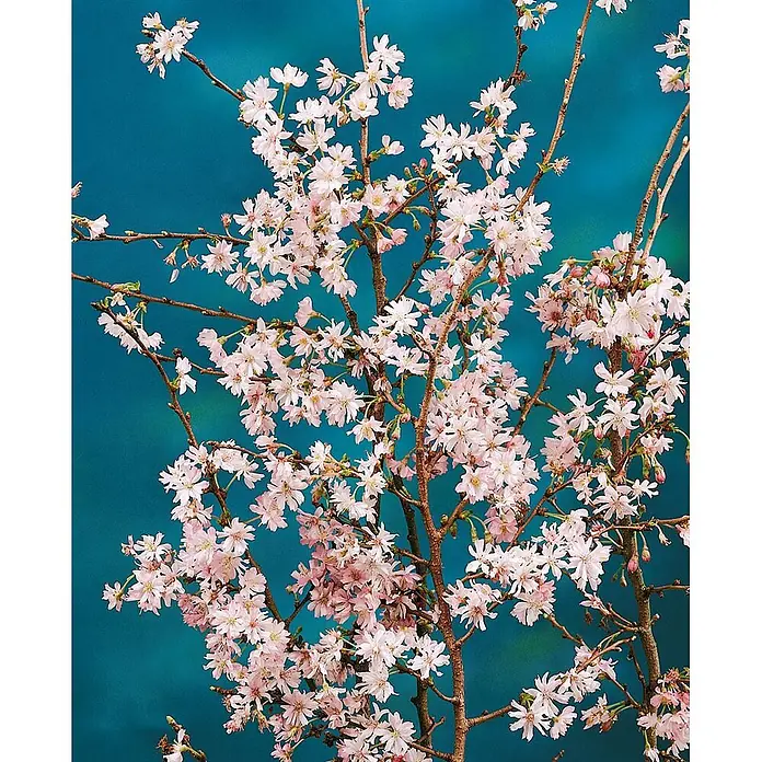 Pflanzen für dich Zierkirsche 150-200 cm - Prunus subhirtella 'Autumnalis', Aktuelle Wuchshöhe: 150 cm - 200 cm, Weiß - Hellrosa Kirschblüten an braunen Ästen vor einem leuchtend blauen Hintergrund.