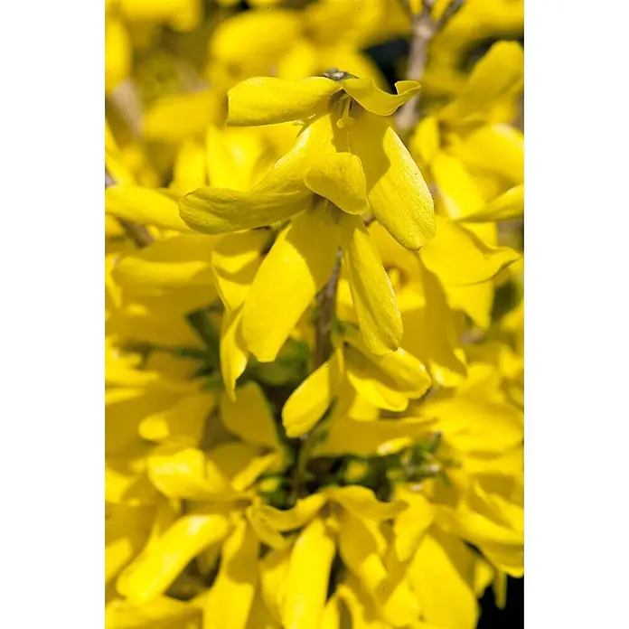 Pflanzen für dich Forsythie 60-80 cm - Forsythia × intermedia 'Minigold', Gelb - Leuchtend gelbe Forsythienblüten in voller Blüte.