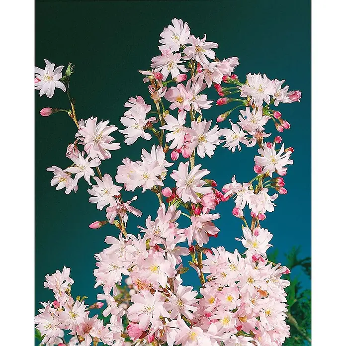 Pflanzen für dich Zierkirsche 150-200 cm - Prunus subhirtella 'Autumnalis', Aktuelle Wuchshöhe: 150 cm - 200 cm, Weiß - Zarte rosa Kirschblüten mit kleinen Knospen an Zweigen.
