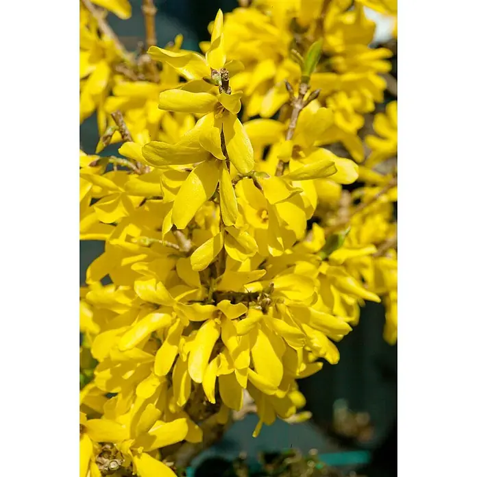 Pflanzen für dich Forsythie 60-80 cm - Forsythia × intermedia 'Minigold', Gelb - Leuchtend gelbe Forsythienblüten blühen an Zweigen im Frühling.