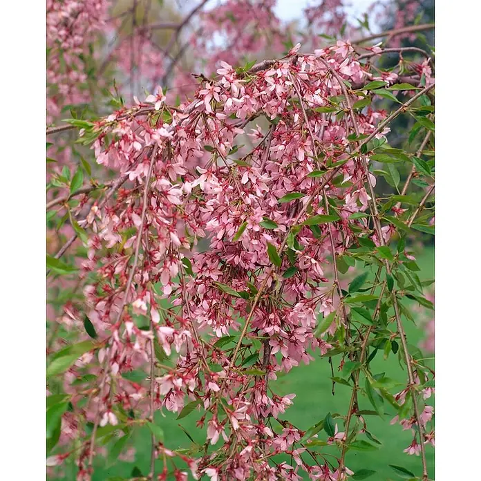 Pflanzen für dich Zierkirsche 150-200 cm - Prunus subhirtella 'Autumnalis', Aktuelle Wuchshöhe: 150 cm - 200 cm, Weiß - Zarte rosa Blüten einer Trauerkirsche mit grünen Blättern an herabhängenden Zweigen.