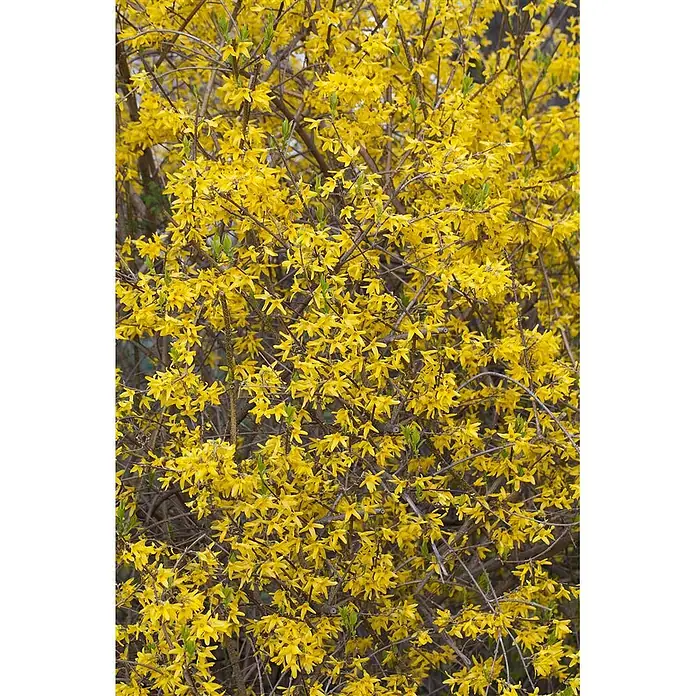 Pflanzen für dich Forsythie 60-80 cm - Forsythia × intermedia 'Minigold', Gelb - Leuchtend gelber Forsythienbusch in voller Blüte, mit hellgelben Blüten und aufkommenden grünen Blättern.