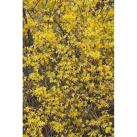 Pflanzen für dich  Forsythie Forsythie