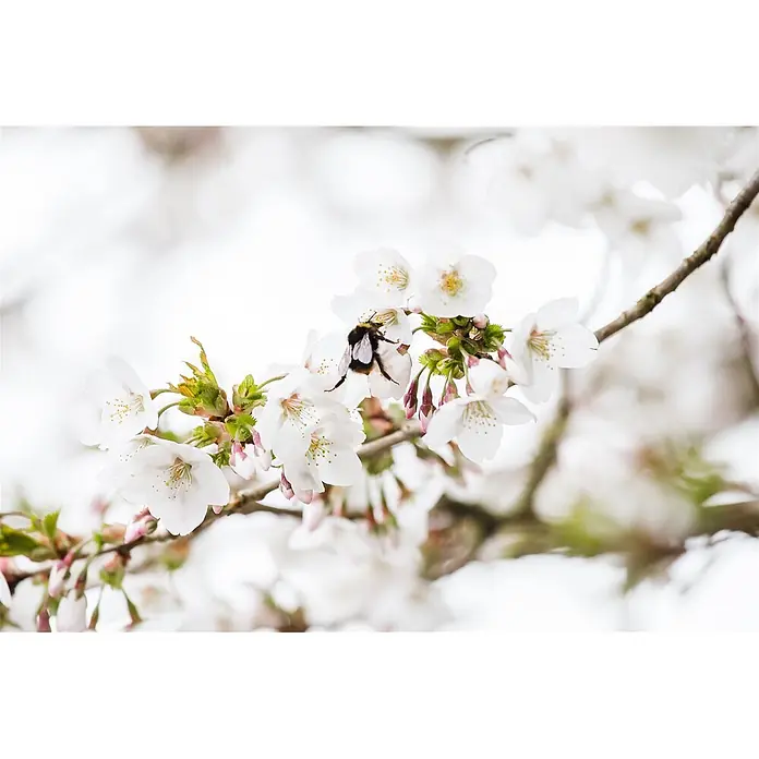 Pflanzen für dich Zierkirsche 60-80 cm - Prunus kurilensis 'Brillant', Aktuelle Wuchshöhe: 60 cm - 80 cm, Weiß - Hummel auf weißen Kirschblüten mit grünen Blättern und rosa Knospen.