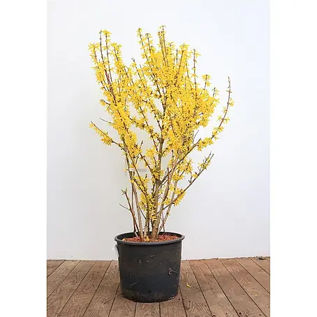 Pflanzen für dich  Forsythie 100-125 cm