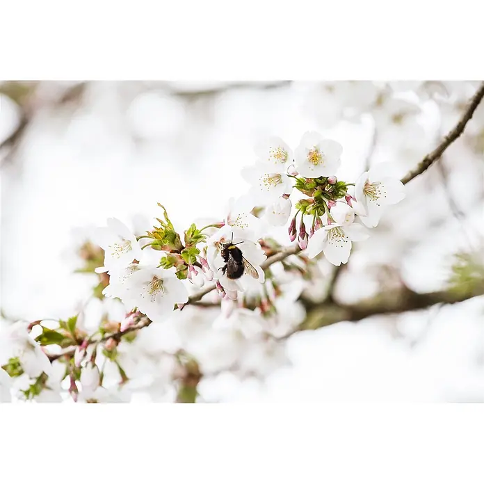 Pflanzen für dich Zierkirsche 60-80 cm - Prunus kurilensis 'Brillant', Aktuelle Wuchshöhe: 60 cm - 80 cm, Weiß - Eine flauschige Hummel ruht auf zarten weißen Kirschblüten an einem Ast.
