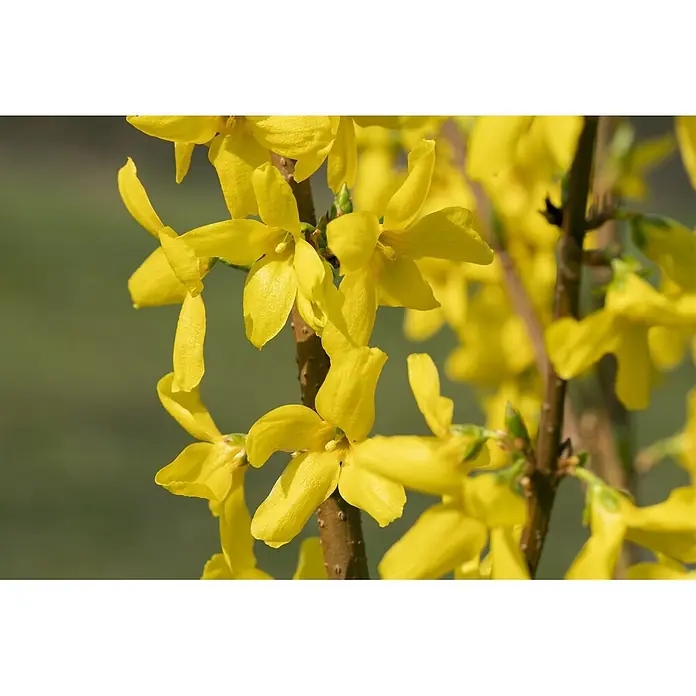 Pflanzen für dich Forsythie 60-80 cm - Forsythia × intermedia 'Lynwood', Gelb - Leuchtend gelbe Forsythienblüten an braunen Ästen.