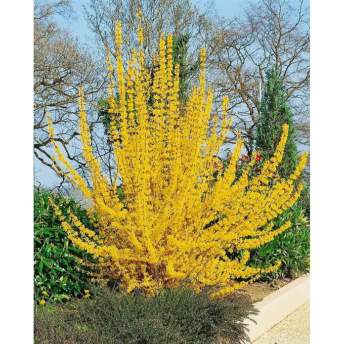 Pflanzen für dich Forsythie 60-80 cm - Forsythia × intermedia 'Lynwood', Gelb - Leuchtend gelber Forsythienbusch in voller Frühlingsblüte, ein großer Strauch im Garten.