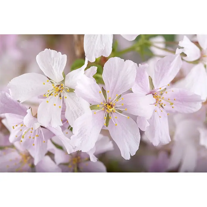 Pflanzen für dich Zierkirsche 60-80 cm - Prunus kurilensis 'Brillant', Aktuelle Wuchshöhe: 60 cm - 80 cm, Weiß - Zarte hellrosa und weiße Kirschblüten mit auffälligen gelben Staubgefäßen.