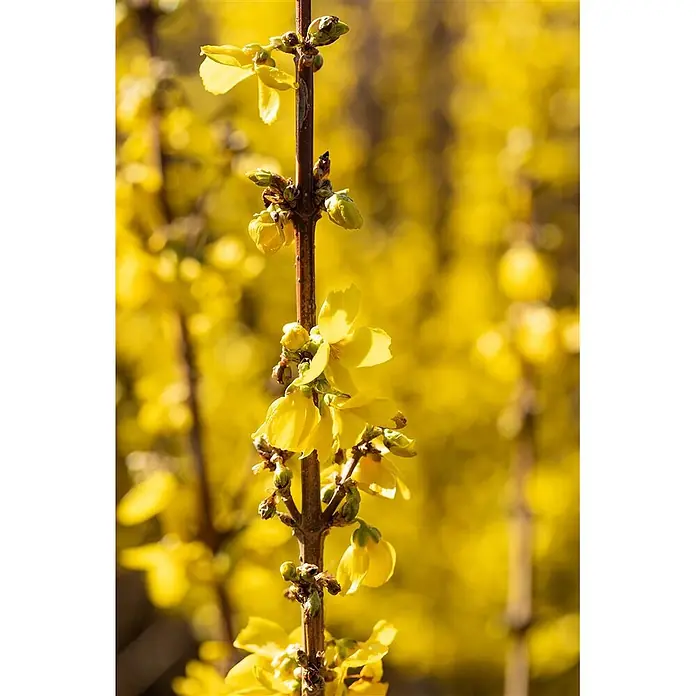 Pflanzen für dich Forsythie 60-80 cm - Forsythia × intermedia 'Goldrausch', Gelb - Brauner Ast mit leuchtend gelben Frühlingsblüten und Knospen, sanfter gelber Hintergrund.