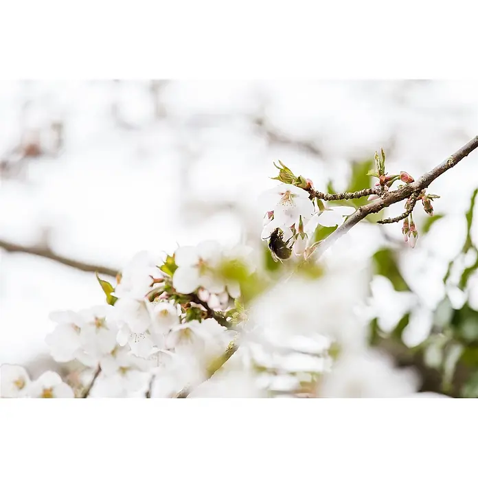 Pflanzen für dich Zierkirsche 60-80 cm - Prunus kurilensis 'Brillant', Aktuelle Wuchshöhe: 60 cm - 80 cm, Weiß - Eine flaumige Biene sitzt in einer zarten weißen Kirschblüte an einem Ast.