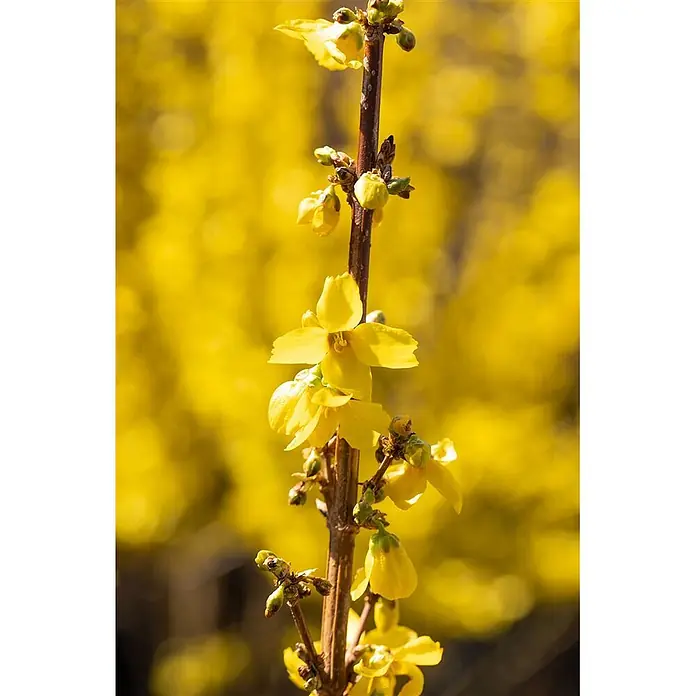 Pflanzen für dich Forsythie 60-80 cm - Forsythia × intermedia 'Goldrausch', Gelb - Nahaufnahme eines Forsythienzweigs mit leuchtend gelben Blüten und Knospen.