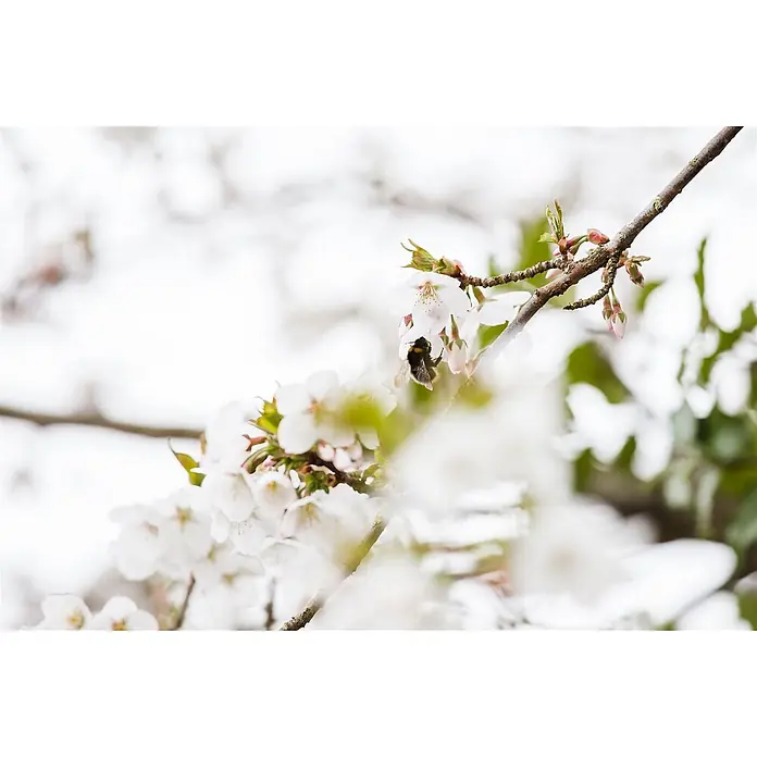 Pflanzen für dich Zierkirsche 60-80 cm - Prunus kurilensis 'Brillant', Aktuelle Wuchshöhe: 60 cm - 80 cm, Weiß - Eine flauschige Hummel entnimmt Nektar aus zarten weißen Kirschblüten an einem Ast.