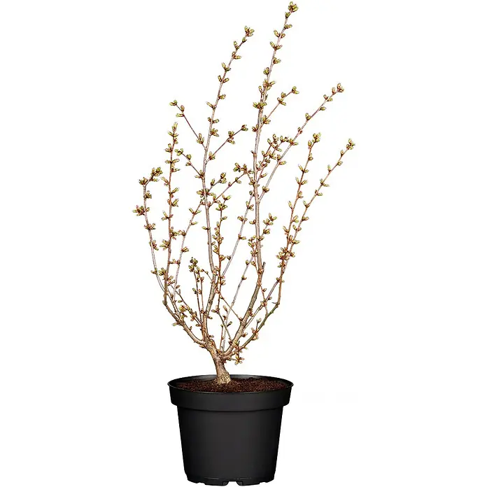 Pflanzen für dich Zierkirsche 60-80 cm - Prunus kurilensis 'Brillant', Aktuelle Wuchshöhe: 60 cm - 80 cm, Weiß - Topfpflanze mit kahlen Ästen und grünen Knospen in einem schwarzen Behälter.