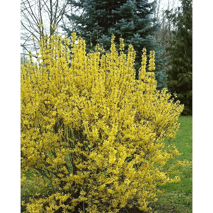 Pflanzen für dich Forsythie 60-80 cm - Forsythia × intermedia 'Goldrausch', Gelb - Ein leuchtend gelber Forsythienbusch in voller Blüte, der zahlreiche strahlend gelbe Blüten an seinen Zweigen in einem Garten zeigt.