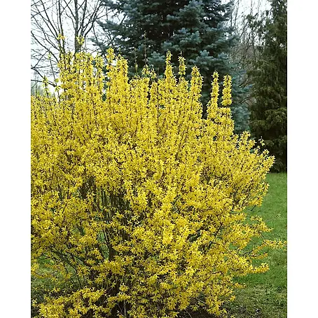 Pflanzen für dich  Forsythie Forsythie