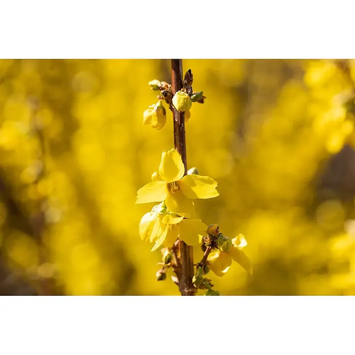 Pflanzen für dich Forsythie 60-80 cm - Forsythia × intermedia 'Goldrausch', Gelb - Nahaufnahme eines Astes mit leuchtend gelben Forsythienblüten und Knospen.