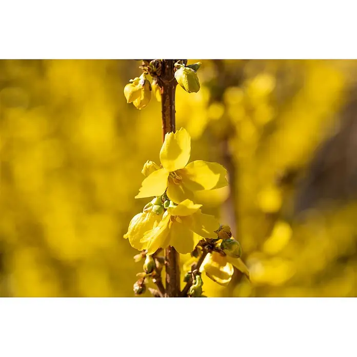 Pflanzen für dich Forsythie 60-80 cm - Forsythia × intermedia 'Goldrausch', Gelb - Leuchtend gelbe Blüten an einem braunen Ast.