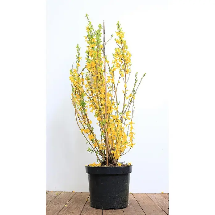 Pflanzen für dich Forsythie 60-80 cm - Forsythia × intermedia 'Lynwood', Gelb - Eine leuchtend gelbe Forsythienpflanze mit grünen Blättern in einem schwarzen Topf, gestützt von einem Holzstab.