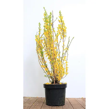 Pflanzen für dich  Forsythie 60-80 cm
