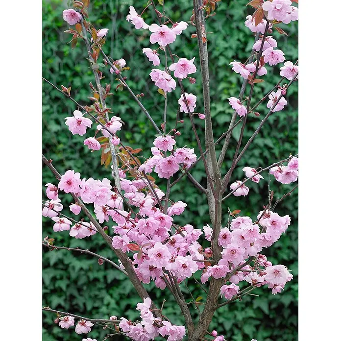 Pflanzen für dich Zierkirsche 80-100 cm - Prunus cerasifera 'Pleniflora', Aktuelle Wuchshöhe: 80 cm - 100 cm, Rosa - Nahaufnahme eines Baumes mit zahlreichen zarten rosa Blüten an dunklen Ästen.