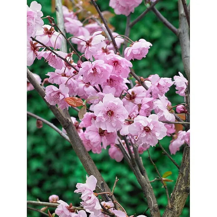 Pflanzen für dich Zierkirsche 80-100 cm - Prunus cerasifera 'Pleniflora', Aktuelle Wuchshöhe: 80 cm - 100 cm, Rosa - Leuchtend rosa Kirschblütenbüschel an braunen Ästen.