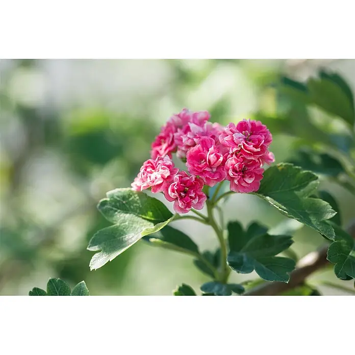 Pflanzen für dich Zierkirsche 60-100 cm - Crataegus laevigata 'Paul's Scarlet', Aktuelle Wuchshöhe: 60 cm - 100 cm, Rot - Gruppe leuchtend rosafarbener, gefüllter Blüten an einem Zweig mit grünen Blättern.