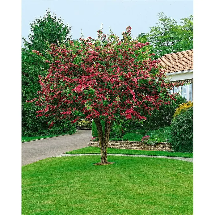 Pflanzen für dich Zierkirsche 60-100 cm - Crataegus laevigata 'Paul's Scarlet', Aktuelle Wuchshöhe: 60 cm - 100 cm, Rot - Blühender Baum mit roten Blüten und grünen Blättern auf einem Rasen, neben einer Einfahrt und einem Haus.