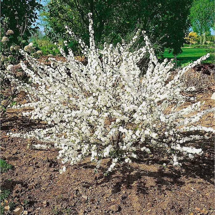 Pflanzen für dich Zierkirsche 40-60 cm - Prunus glandulosa 'Alboplena', Aktuelle Wuchshöhe: 40 cm - 60 cm, Weiß - Üppiger weiß blühender Strauch in einem Garten, der reichliche Blüten auf dunklen Ästen vor braunem Boden zeigt.