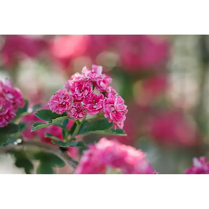 Pflanzen für dich Zierkirsche 60-100 cm - Crataegus laevigata 'Paul's Scarlet', Aktuelle Wuchshöhe: 60 cm - 100 cm, Rot - Nahaufnahme leuchtend pinker Blüten mit grünen Blättern vor weichem, verschwommenem Hintergrund weiterer pinker Blüten.