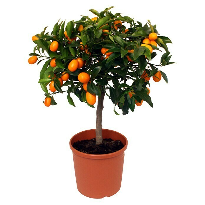 Piardino Zitronenbaum (Topfgröße: 20 cm)